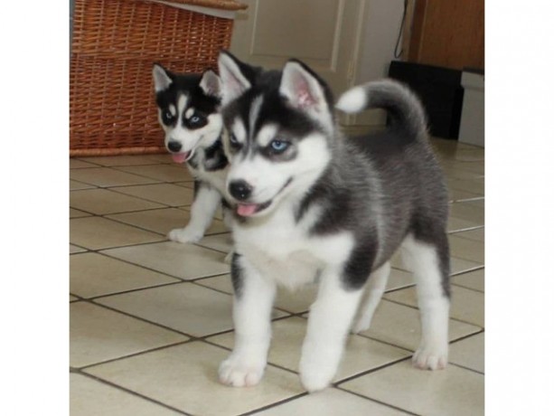 siberian-husky-puppies-available-for-sale-big-0