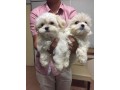 maltese-puppies-for-sale-small-0