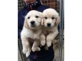 golden-retriever-puppies-fr-sale-small-0