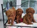 beautiful-poodle-puppies-small-0