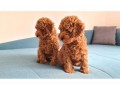 beautiful-poodle-puppies-small-1