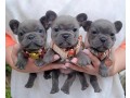 french-bulldog-puppies-for-sale-small-0