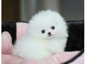 purebred-pomeranian-puppies-available-small-1