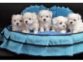 ice-white-maltese-puppies-small-0