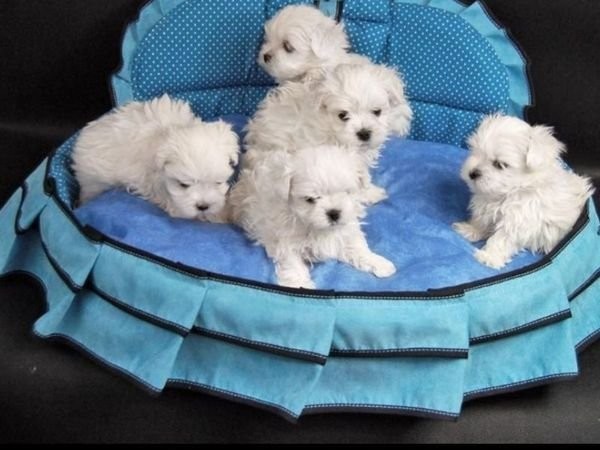 ice-white-maltese-puppies-big-1