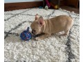 french-bulldog-puppies-available-for-new-homes-small-0