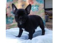 french-bulldog-puppies-available-for-new-homes-small-1