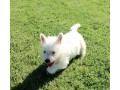 cute-white-west-highland-terrier-puppies-ready-small-0