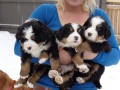 cute-bernese-mountain-dog-puppies-ready-small-0