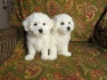 snow-white-bichon-frise-puppies-available-small-0