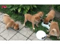 shiba-inu-puppies-now-available-small-0