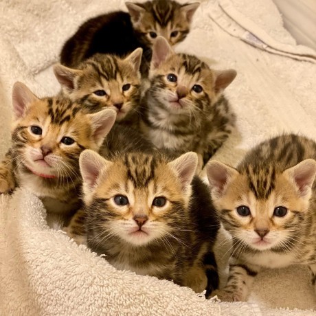 beautiful-bengal-kittens-available-big-0