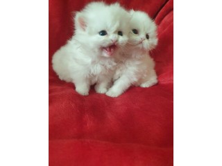 Pure white male and female Persian kittens available