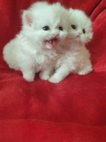 pure-white-male-and-female-persian-kittens-available-big-0