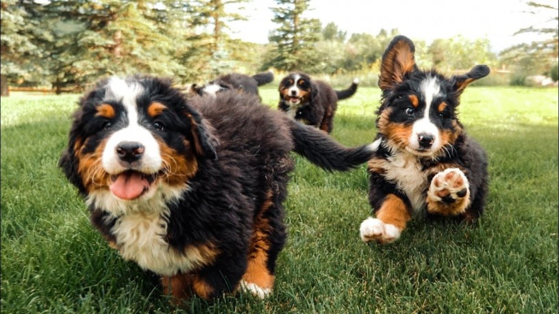 healthy-and-gorgeous-bernese-mountain-dog-male-and-female-puppies-for-sale-big-1