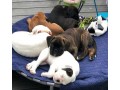 adorable-and-cute-male-and-female-boxer-puppies-available-small-0