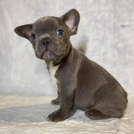 active-and-very-playful-french-bulldog-puppies-big-2