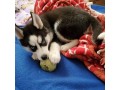gorgeous-siberian-husky-puppies-ready-for-new-homes-small-2