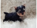 yorkie-puppies-available-small-2