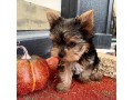 yorkie-puppies-available-small-4