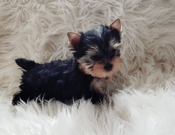 yorkie-puppies-available-big-2