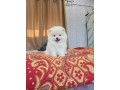 teacup-pomeranian-puppies-available-for-sale-small-0