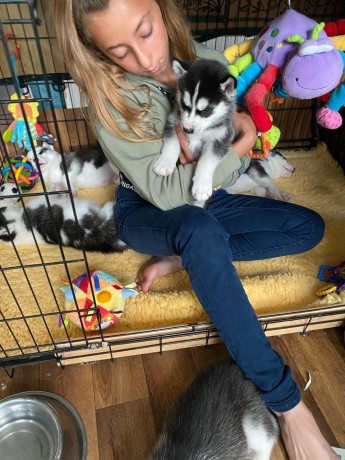 husky-puppies-ready-for-adoption-big-0