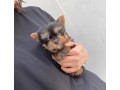 adorable-yorkie-pupies-small-1