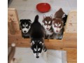 husky-puppies-ready-to-go-now-small-0
