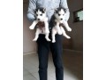 vaccinated-husky-puppies-ready-to-go-now-small-0