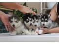 purebred-siberian-husky-puppies-for-adoption-small-0