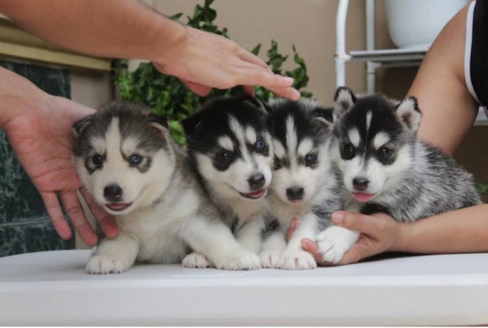 purebred-siberian-husky-puppies-for-adoption-big-0
