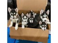 charming-siberian-puppies-for-adoption-small-0