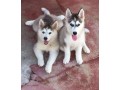 adorable-husky-pupies-small-0