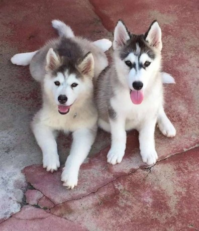 adorable-husky-pupies-big-0