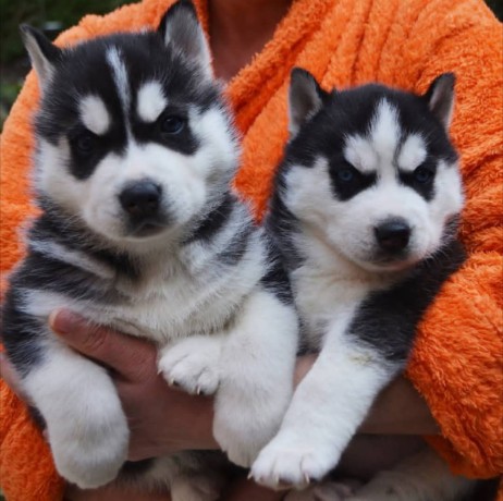 gorgeous-siberian-husky-puppies-ready-for-new-homes-big-0