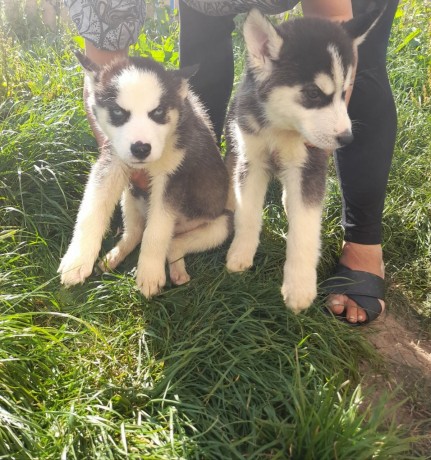 huskies-puppies-available-for-adoption-big-0