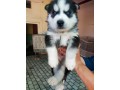 blue-eyes-siberian-husky-puppies-for-sale-small-0