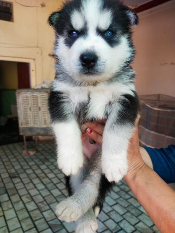 blue-eyes-siberian-husky-puppies-for-sale-big-0