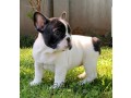 cute-french-bulldog-puppies-for-sale-small-0