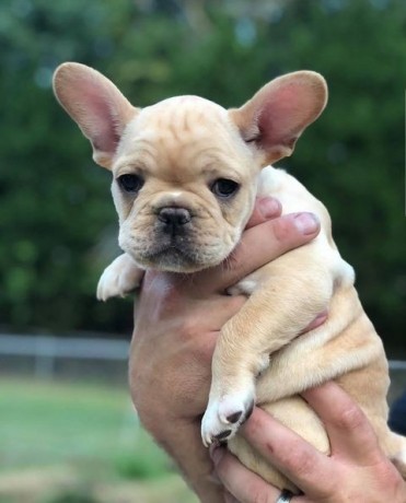 cute-french-bulldog-puppies-for-sale-big-1