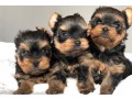 yorkie-puppies-for-sale-small-0