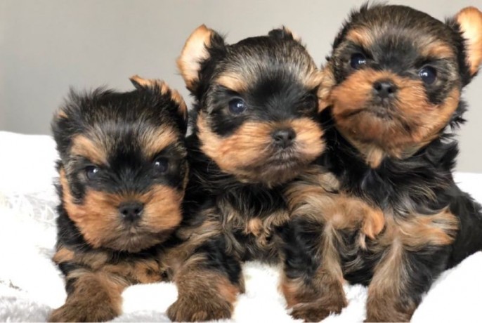 yorkie-puppies-for-sale-big-0