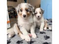 australian-shepherds-puppies-for-sale-small-0