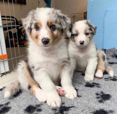 australian-shepherds-puppies-for-sale-big-0