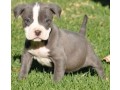 mple-myti-american-pitbull-terrier-koytavia-diathesima-twra-small-0