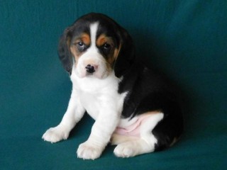 Πανέμορφα κουτάβια Beagle