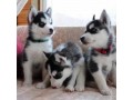 blue-eyes-siberian-husky-puppies-diathesima-twra-small-0