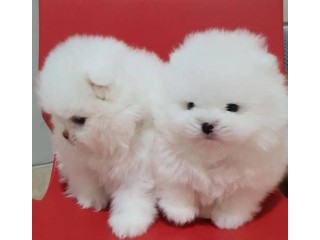 Pomeranian Puppies Available for Sale