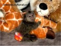 finger-baby-marmoset-monkeys-for-sale-small-0